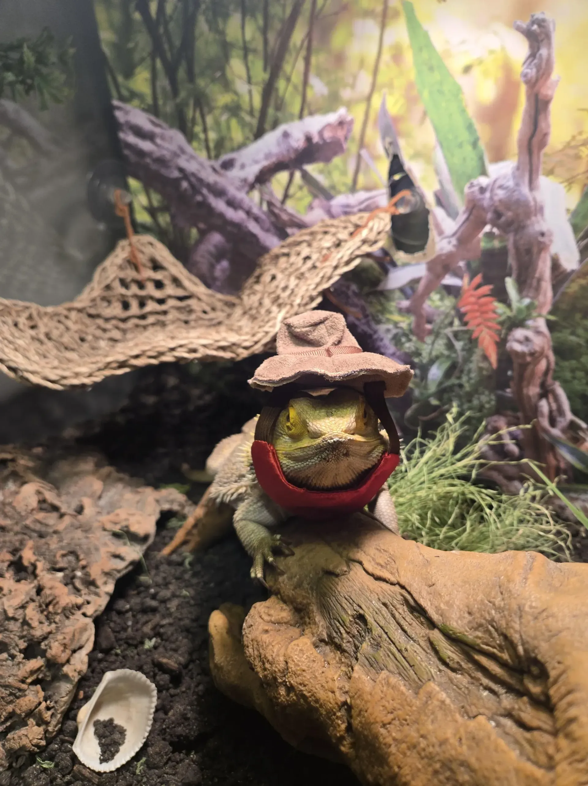 A lizard wears a brown felt hat and red collar while resting on a log in a terrarium with a woven hammock in the background.