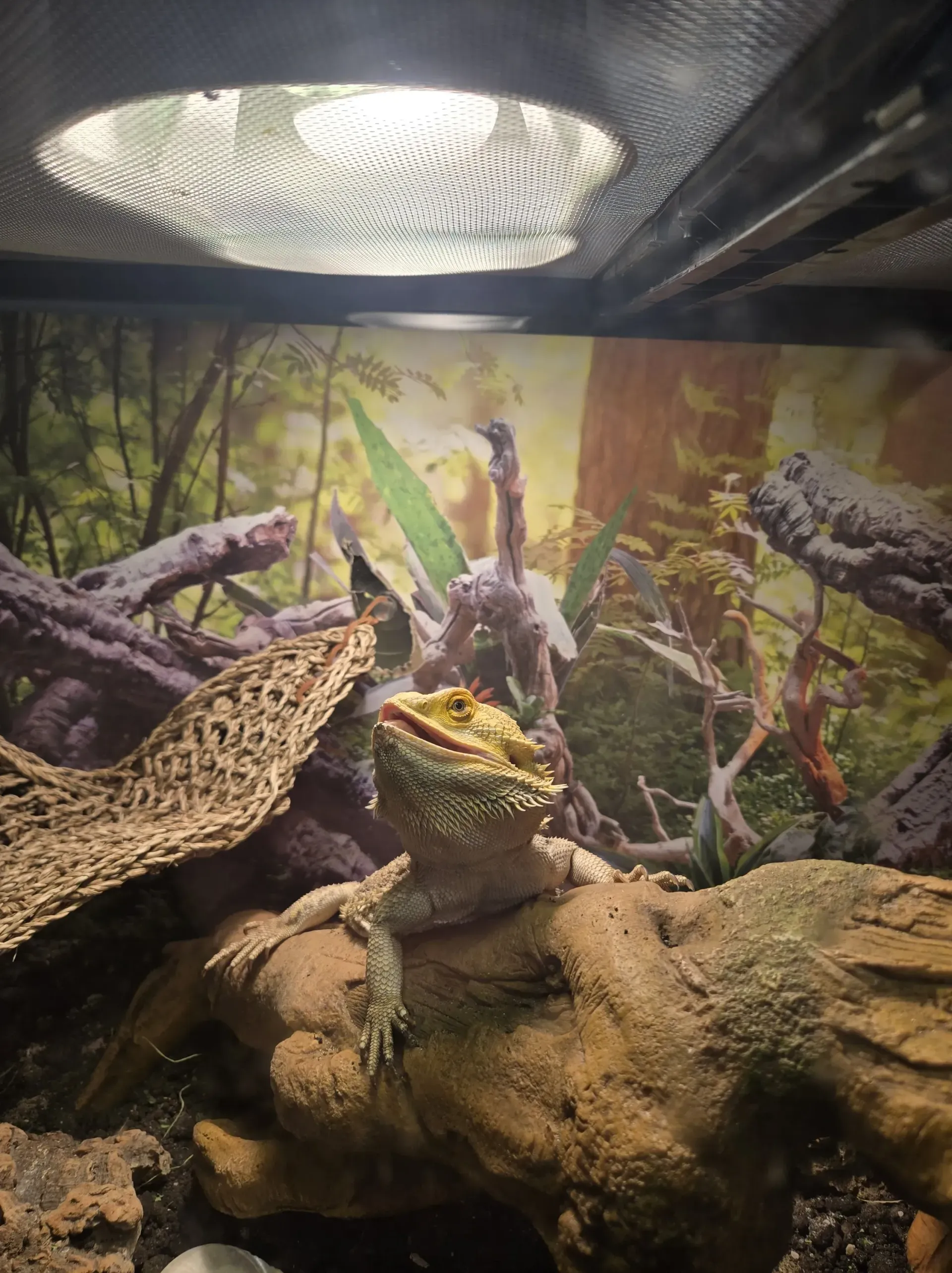 A bearded dragon with its mouth open rests on a rock under a bright heat lamp in a terrarium with a woodland background.