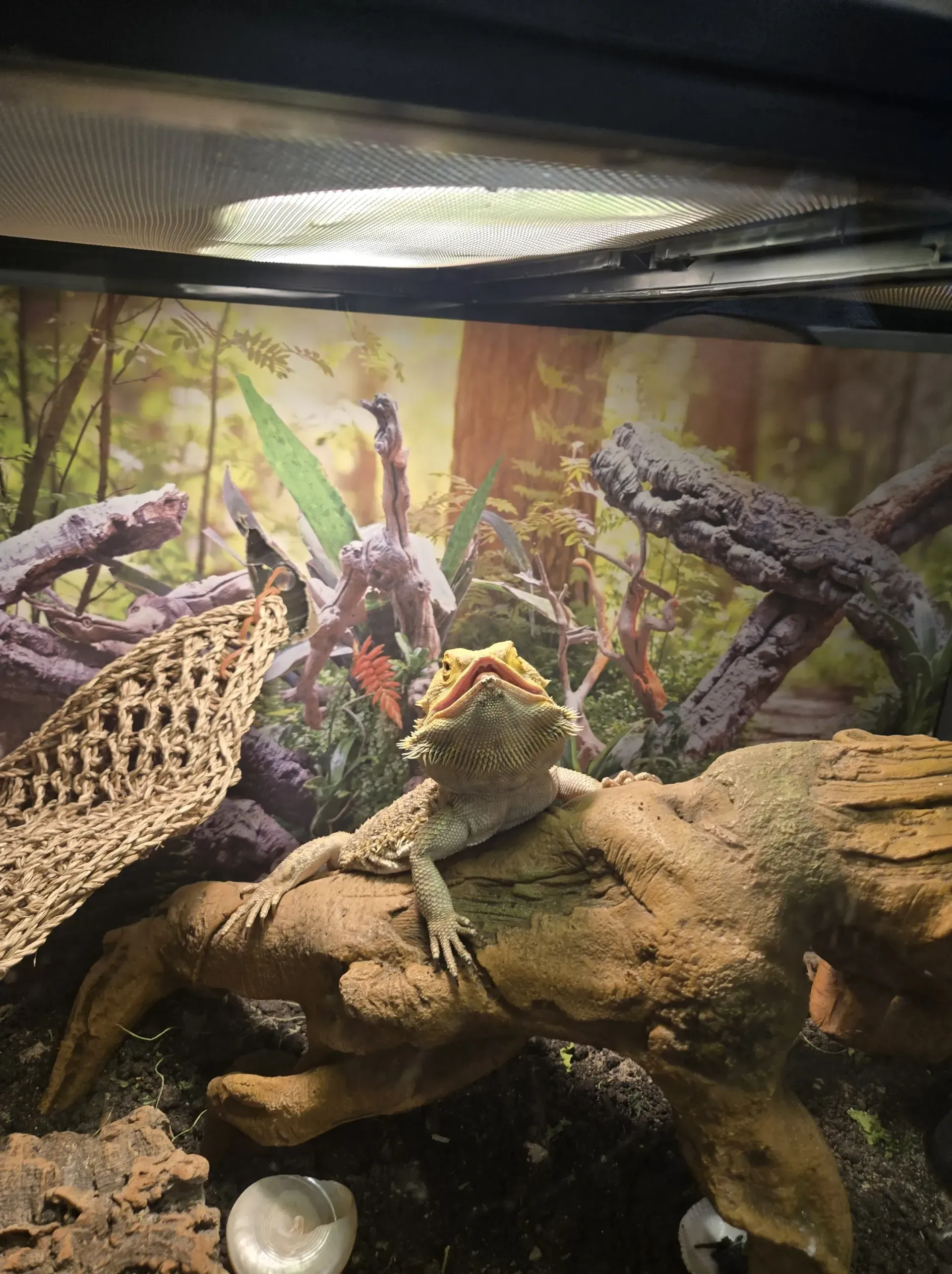 A bearded dragon with its mouth open rests on a piece of driftwood inside a terrarium with a forest background.