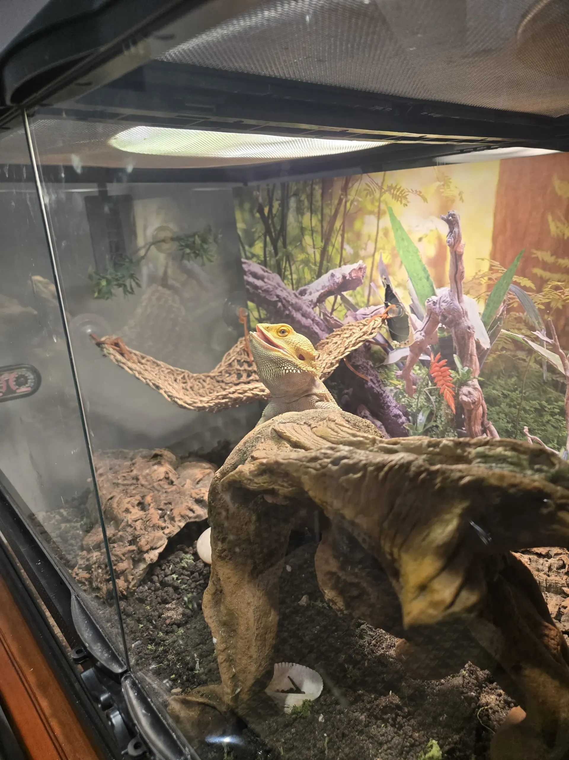 A bearded dragon perched on a piece of driftwood inside a glass terrarium, with its mouth open.