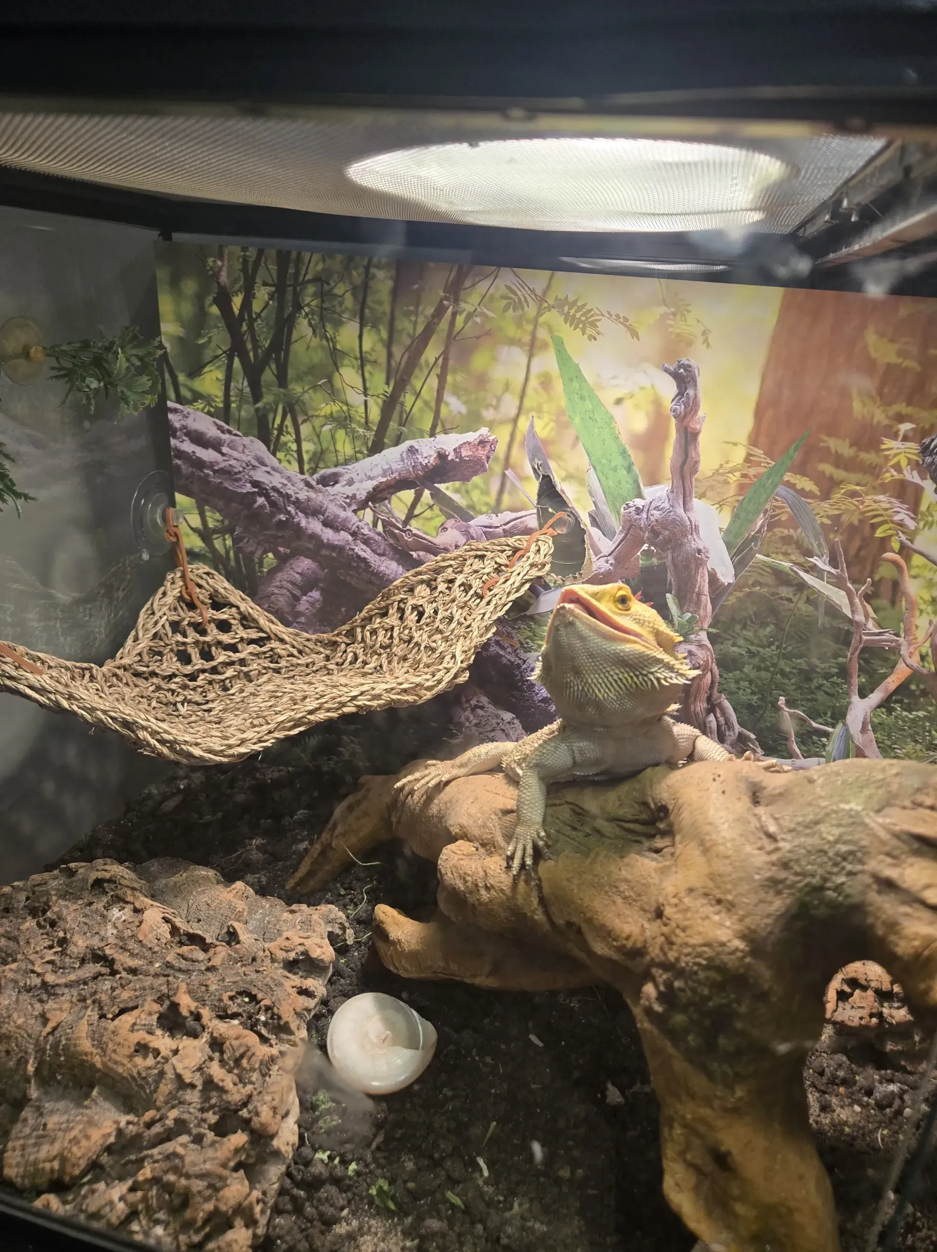 A bearded dragon with its mouth open rests on a log inside a terrarium with a hammock and a decorative backdrop.