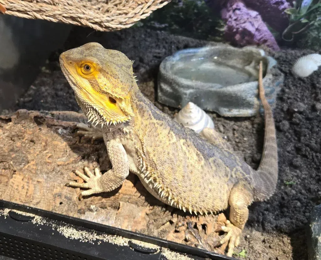 A central bearded dragon sits on dark soil in its enclosure, facing left near a small water dish and shells.