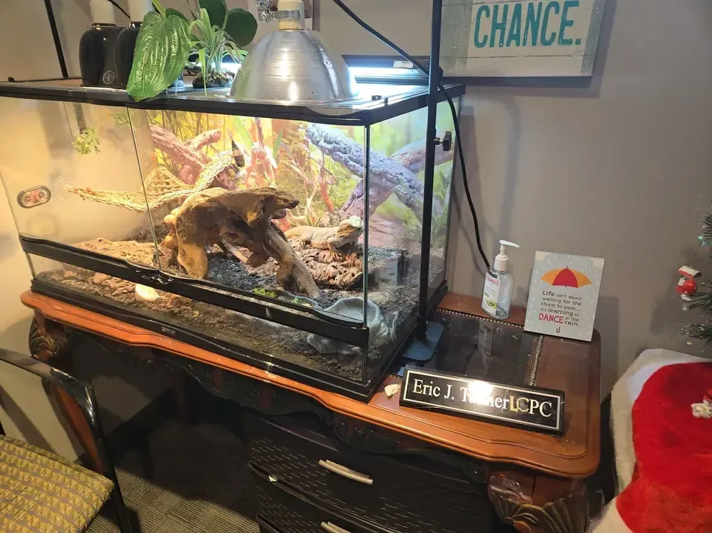 A reptile tank with a heat lamp sits on a wooden desk, next to a sign, a hand sanitizer bottle, and holiday decor.
