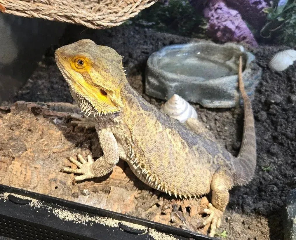 A bearded dragon with tan and gray scales stands on a dirt substrate in a terrarium with a water dish nearby.