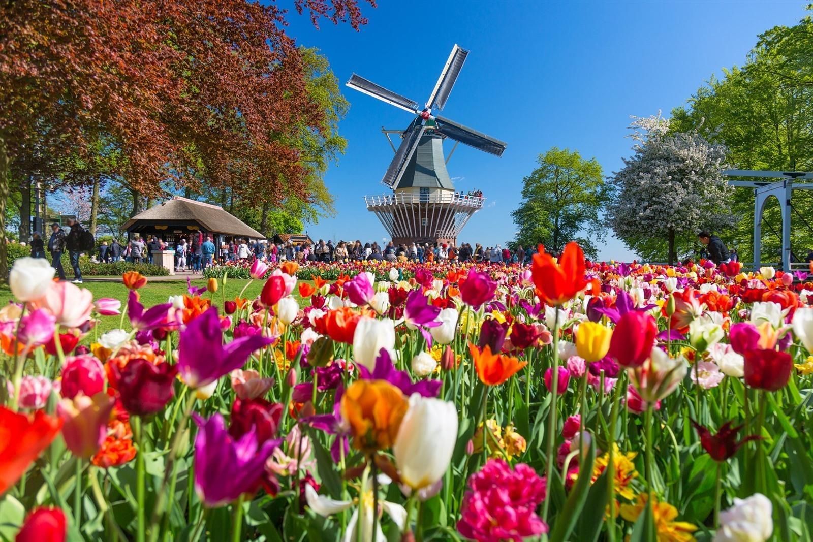 een veld met kleurrijke bloemen met een windmolen op de achtergrond.