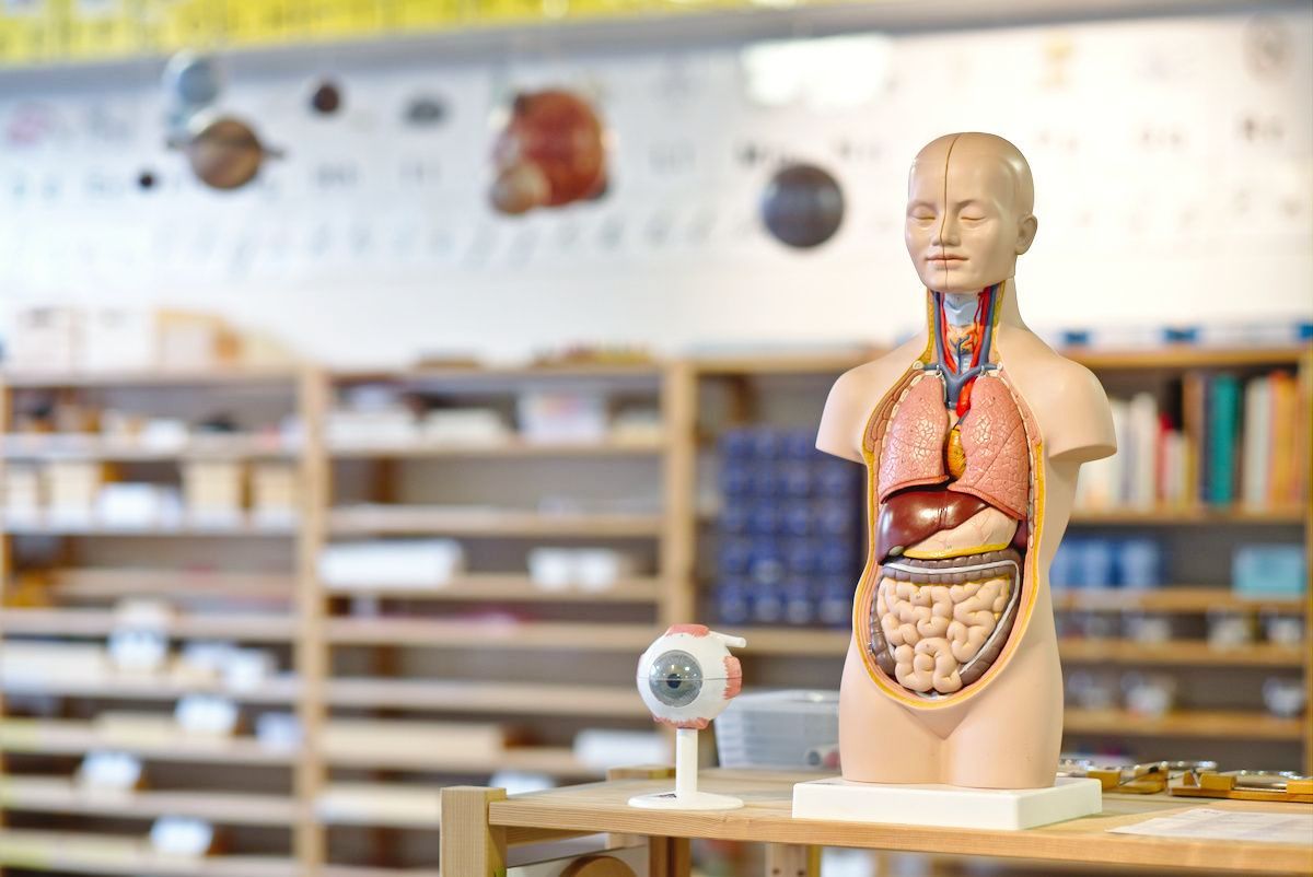 A mannequin of a human body with internal organs on a table in a classroom.