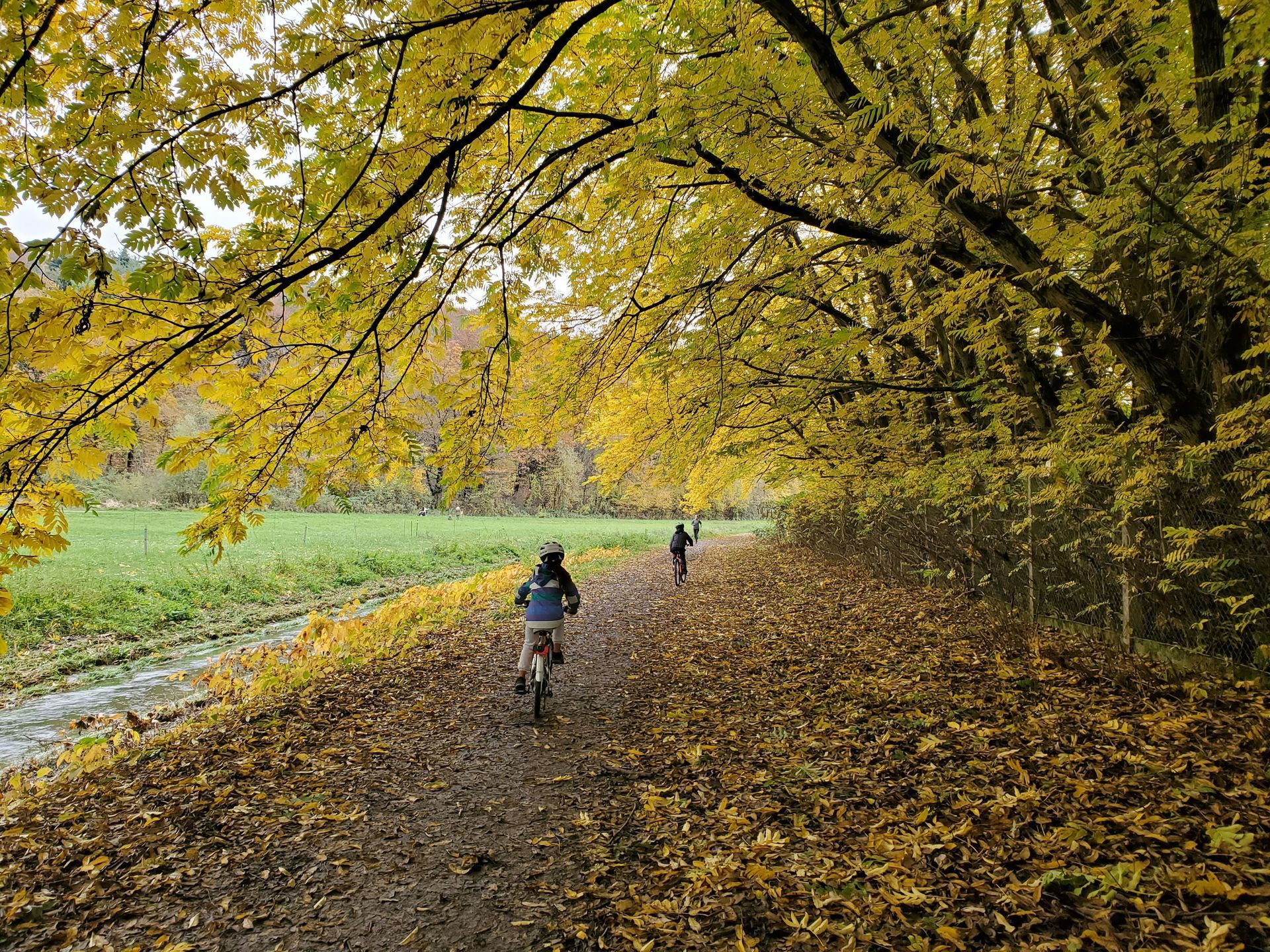 A person is riding a bike down a path covered in leaves.