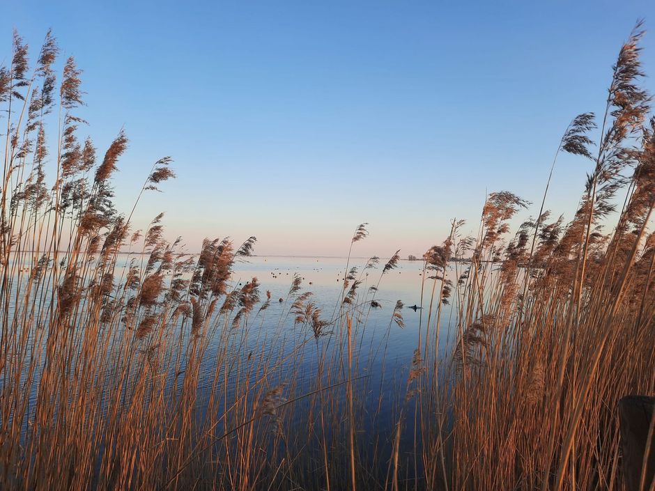Hoge rietstengels omlijsten een kalm blauw meer onder een heldere hemel bij zonsondergang.