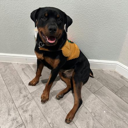 Black and tan dog wearing a yellow shirt, sitting on a light tile floor and looking at the camera.