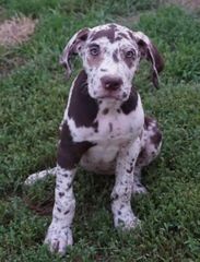 Brown-and-white spotted puppy sitting on grass and looking at the camera