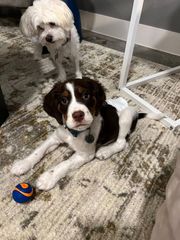 Two dogs on a rug, one white and one brown-and-white, with a small blue-orange ball nearby.