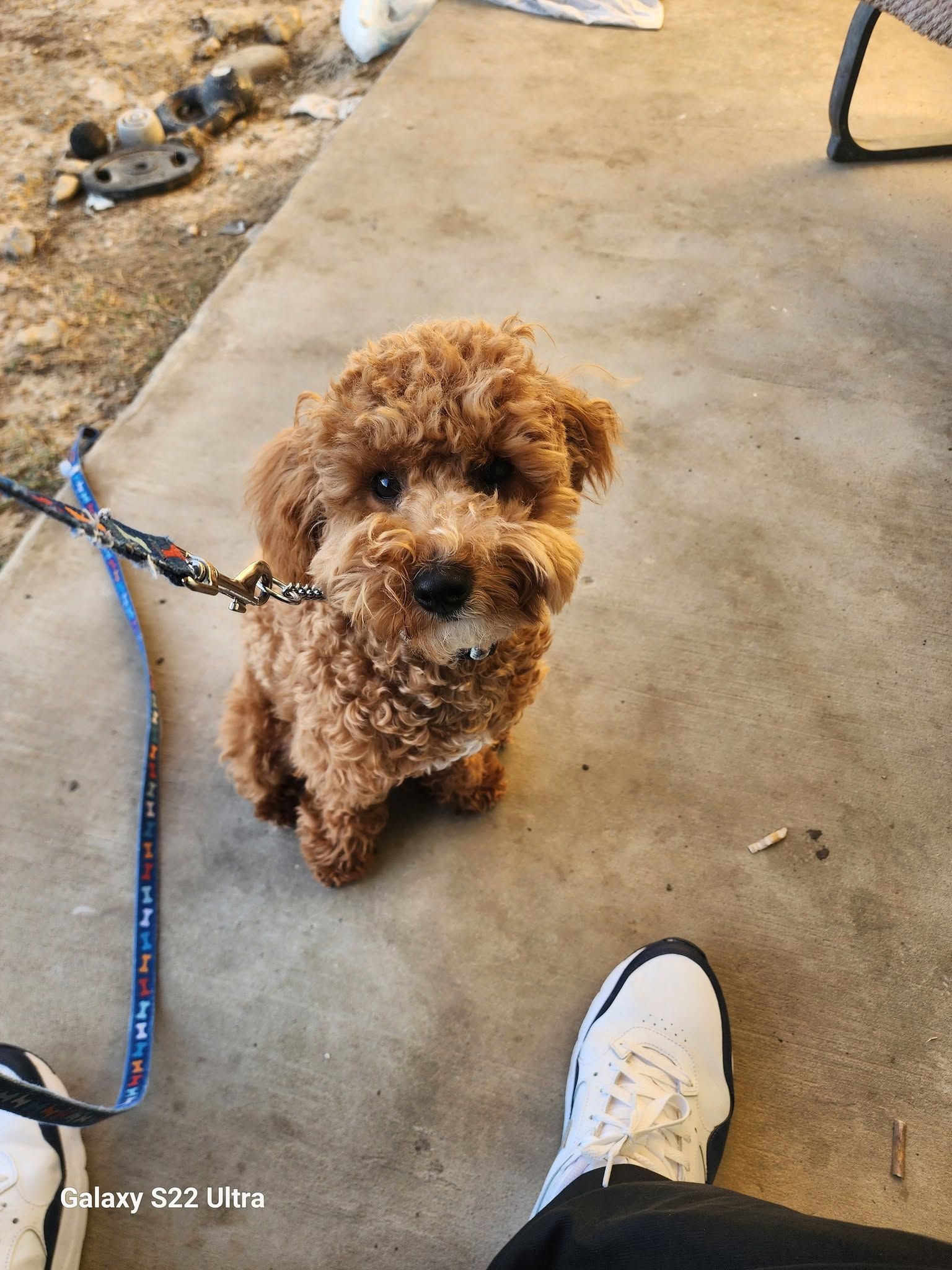 Small curly brown dog on a leash sitting on a concrete patio next to a person’s white sneaker.
