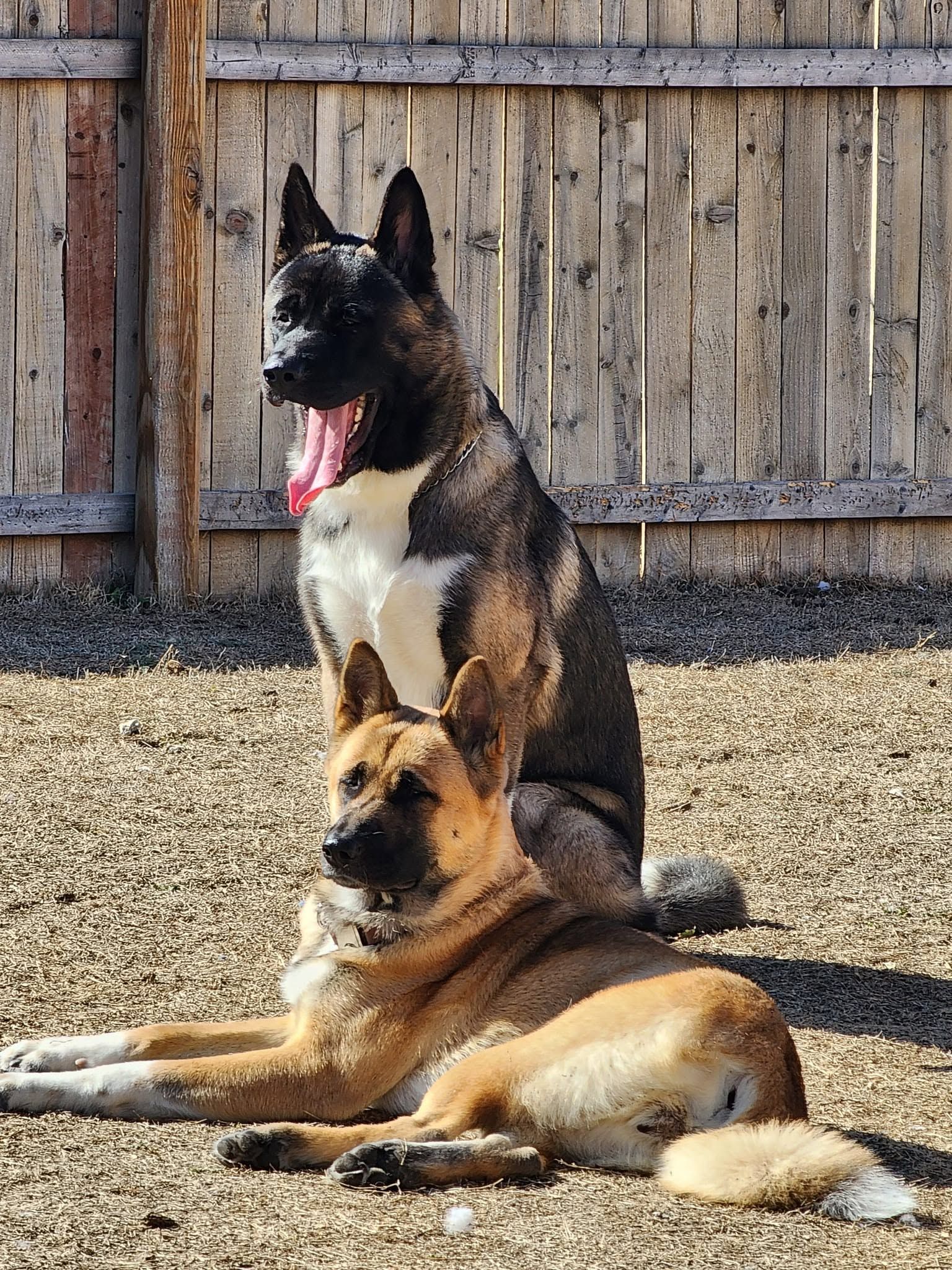 Two dogs resting on gravel in a fenced yard, one black-and-tan sitting behind a tan dog lying down.