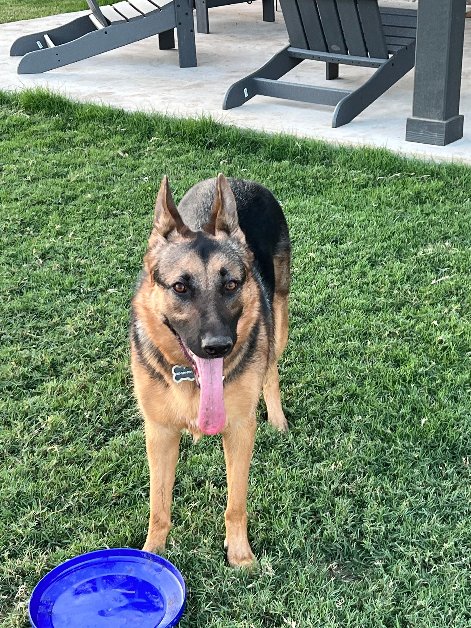 German Shepherd standing on grass near a blue bowl on a patio, tongue out.