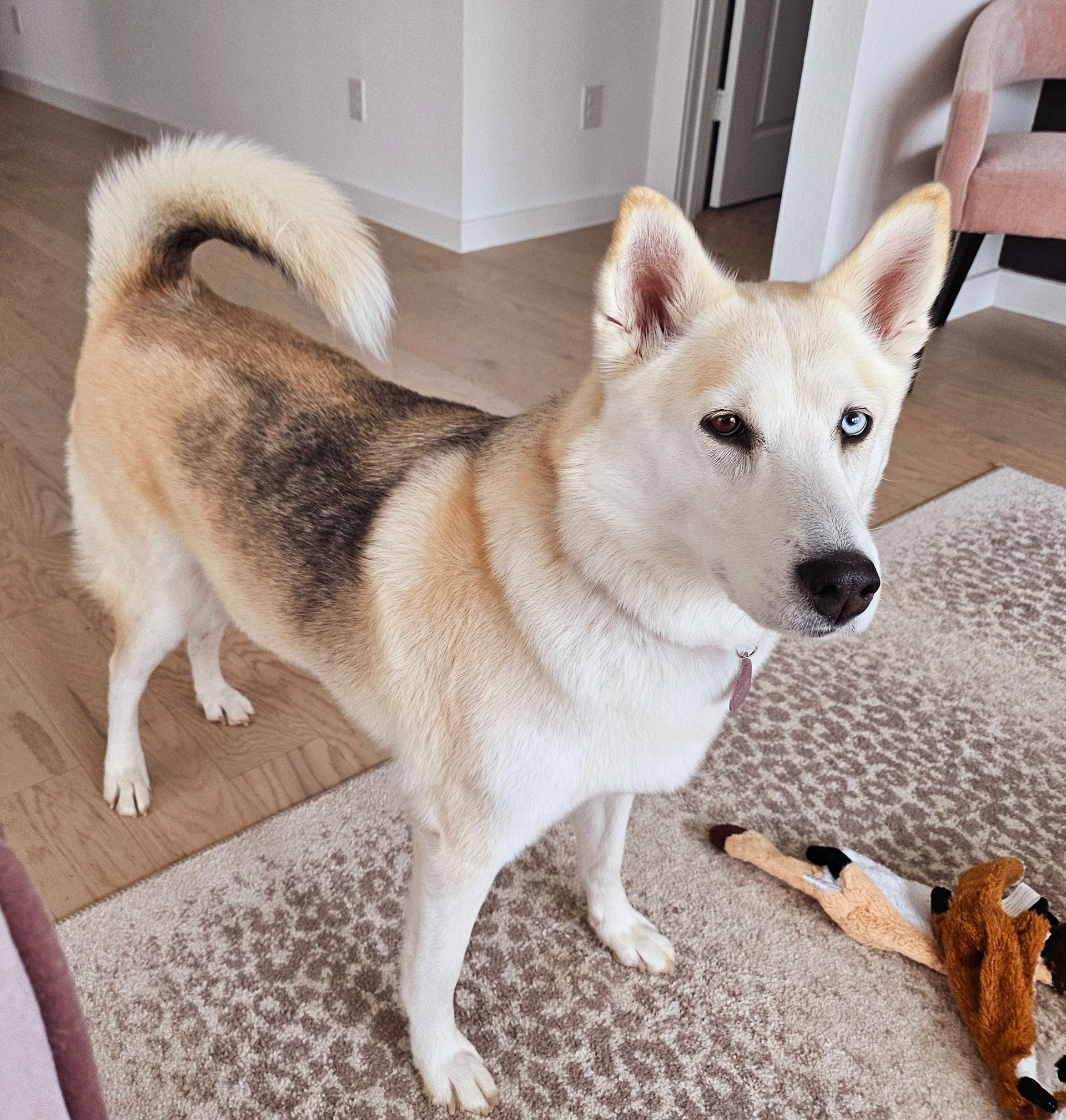 White-and-tan husky with blue eyes standing on a rug in a living room, facing the camera.