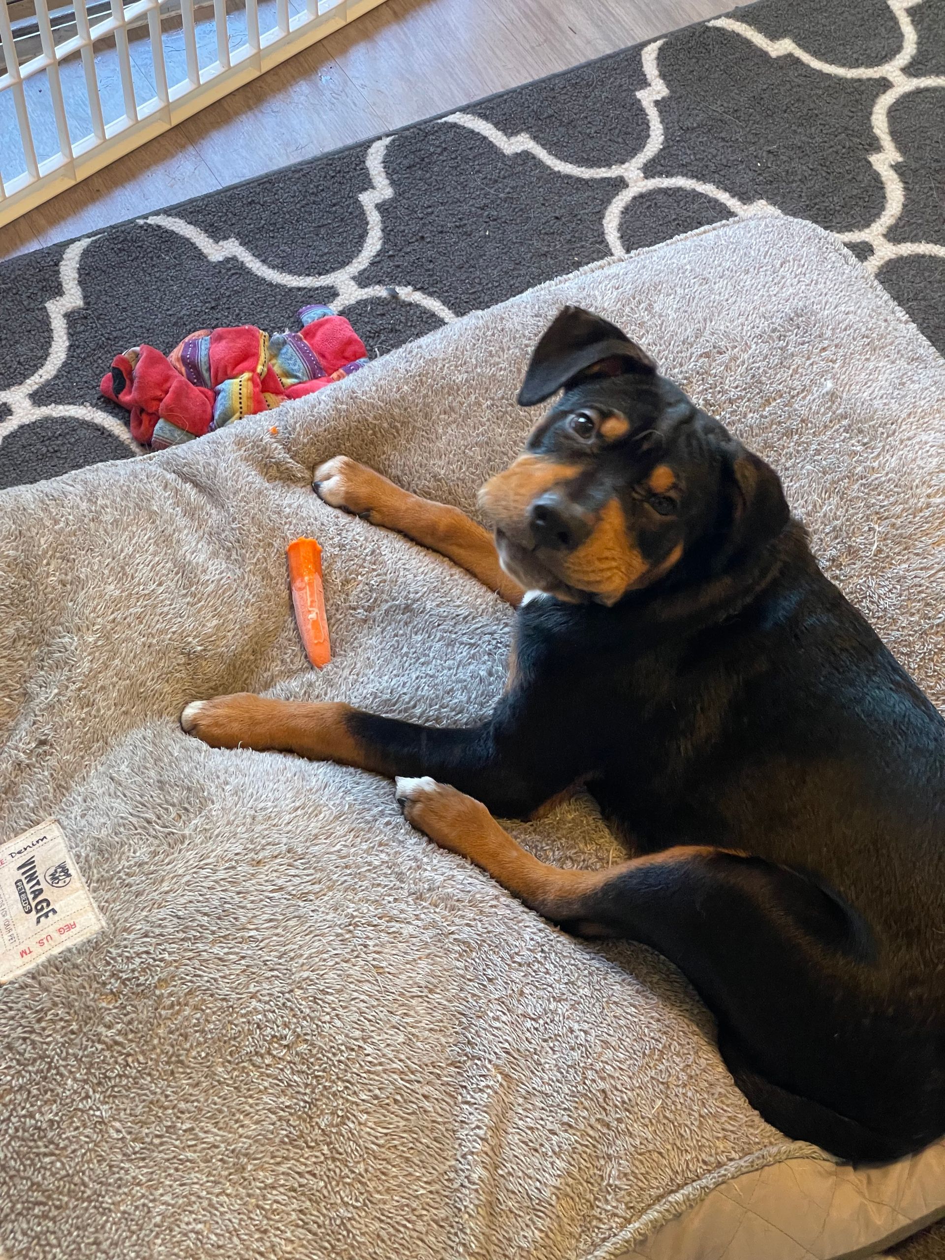 Black-and-tan dog lying on a gray couch with toys nearby, looking at the camera.