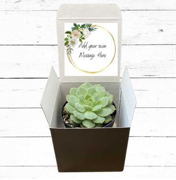 Succulent Wedding Favor