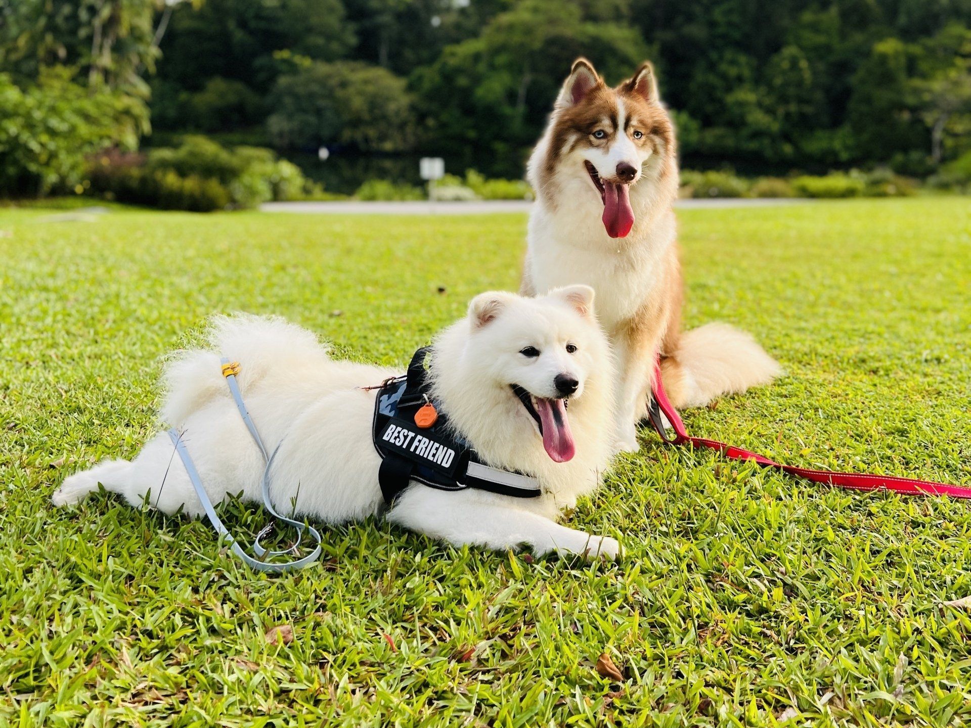 Hamlin Craft Beer Festival - Dog friendly