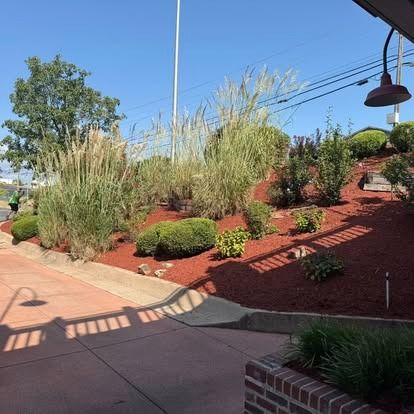 Landscaped area with red mulch, bushes, and tall grasses under a bright blue sky.