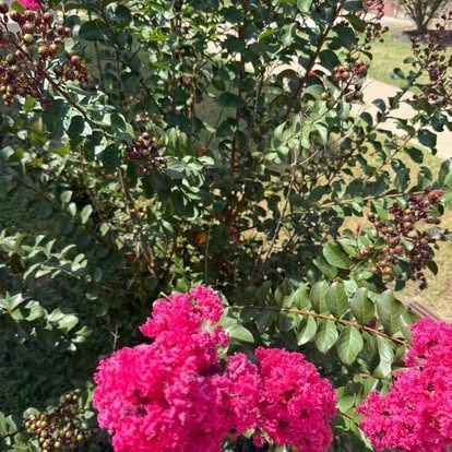 Bright pink crepe myrtle flowers in full bloom, with green foliage and seed pods.