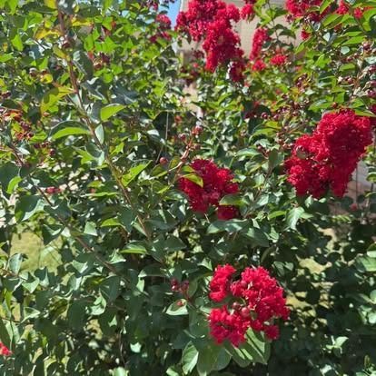 Red crepe myrtle tree in full bloom with green leaves.