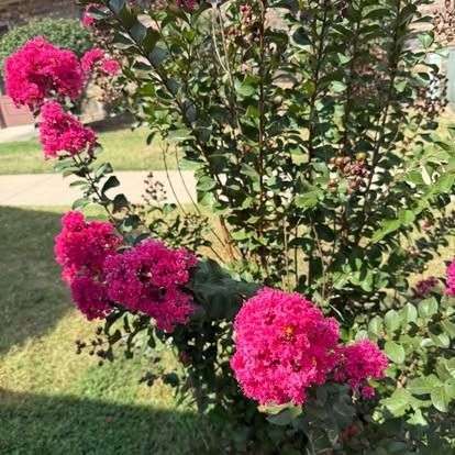 Pink crape myrtle flowers in full bloom, with green leaves, set next to a green lawn and sidewalk.