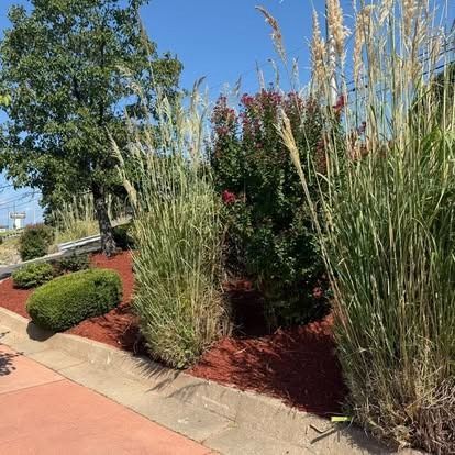 Landscaped flower bed with tall ornamental grasses, red mulch, and a blue sky.