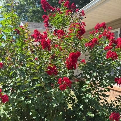 Red crepe myrtle bush blooming in front of a house.