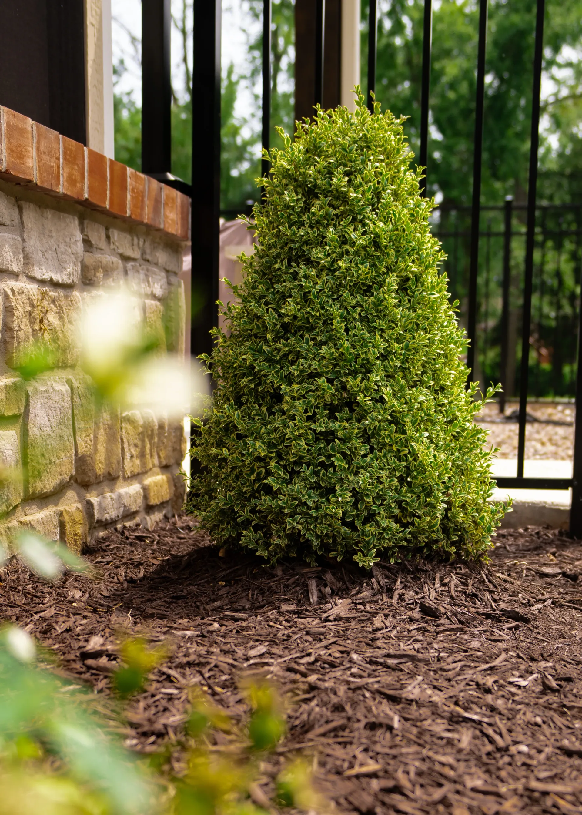Premium Plants & Professional Installation