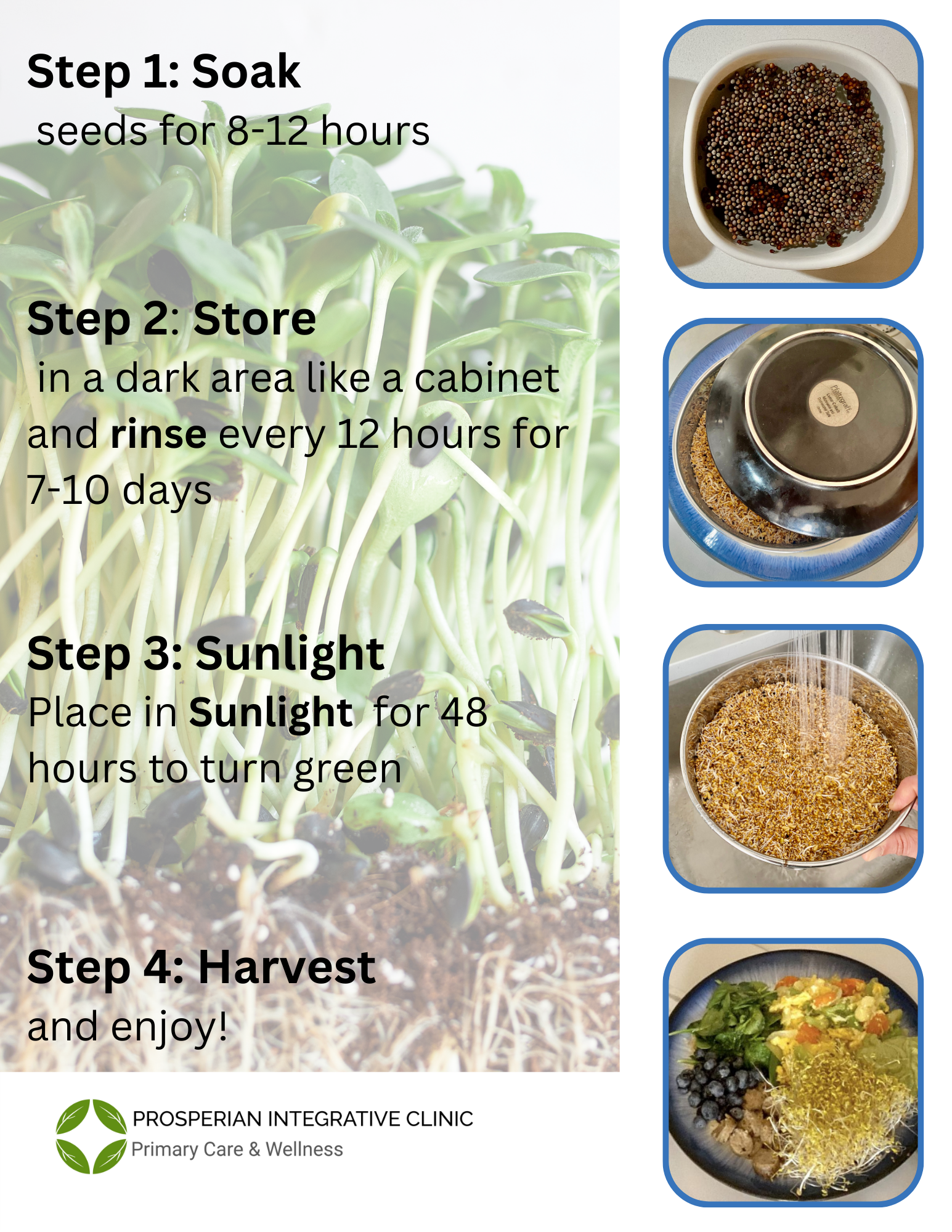 Four-step seed sprouting guide: soak, store in dark, sunlight, then harvest with step photos.