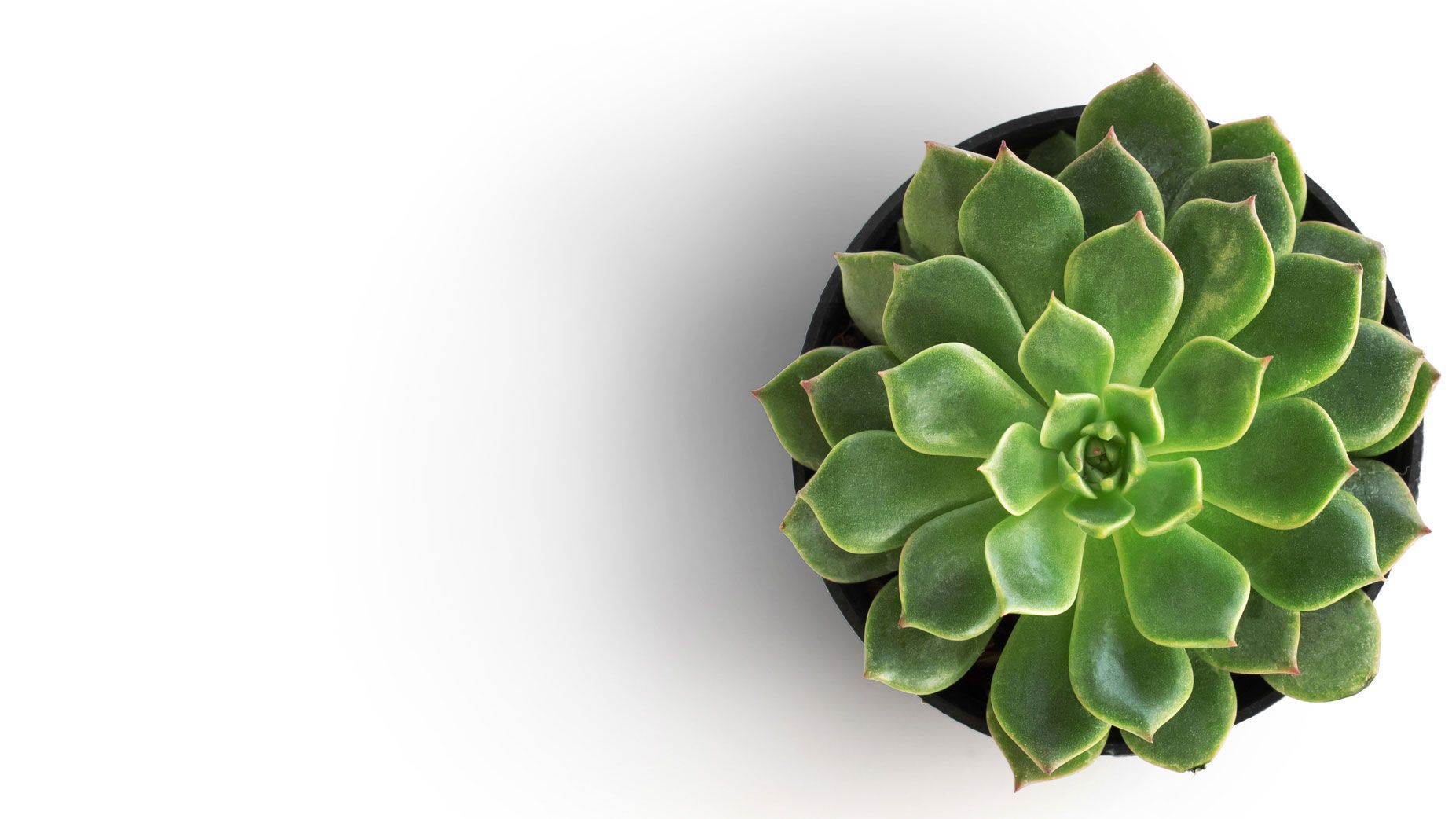 Green succulent plant on a white background