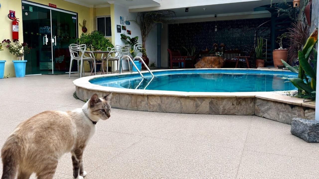 Gato bege em primeiro plano ao lado de uma piscina e pátio no quintal com plantas e móveis de exterior.