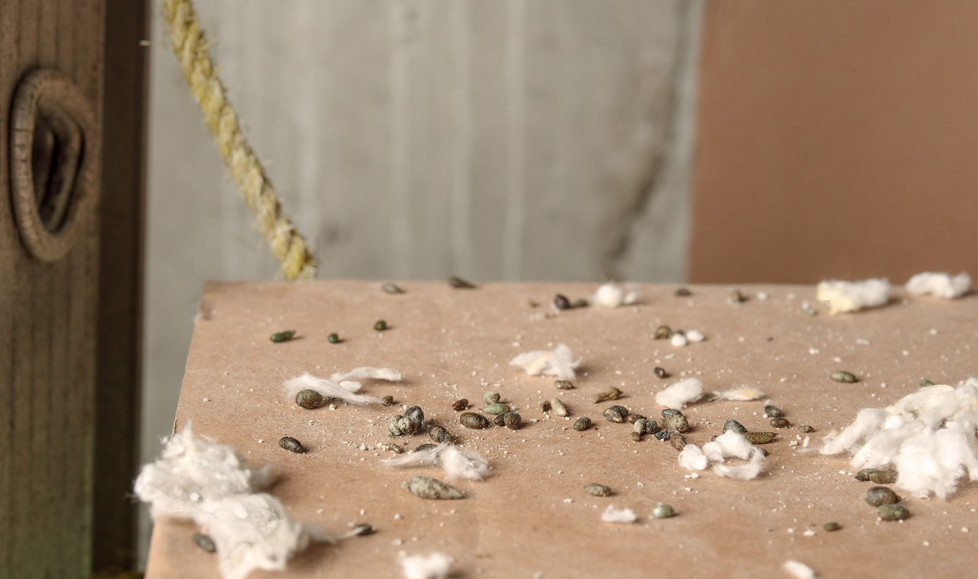 Rodent residual on brown board