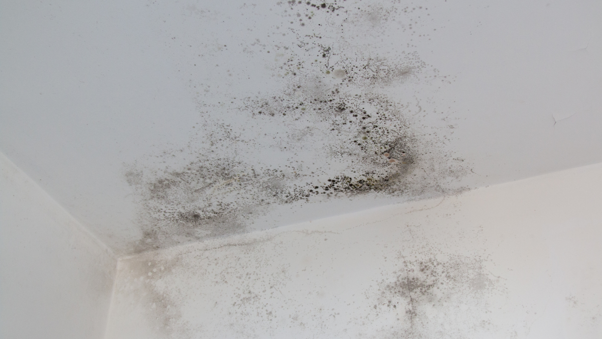 Black mold spots on the ceiling and wall