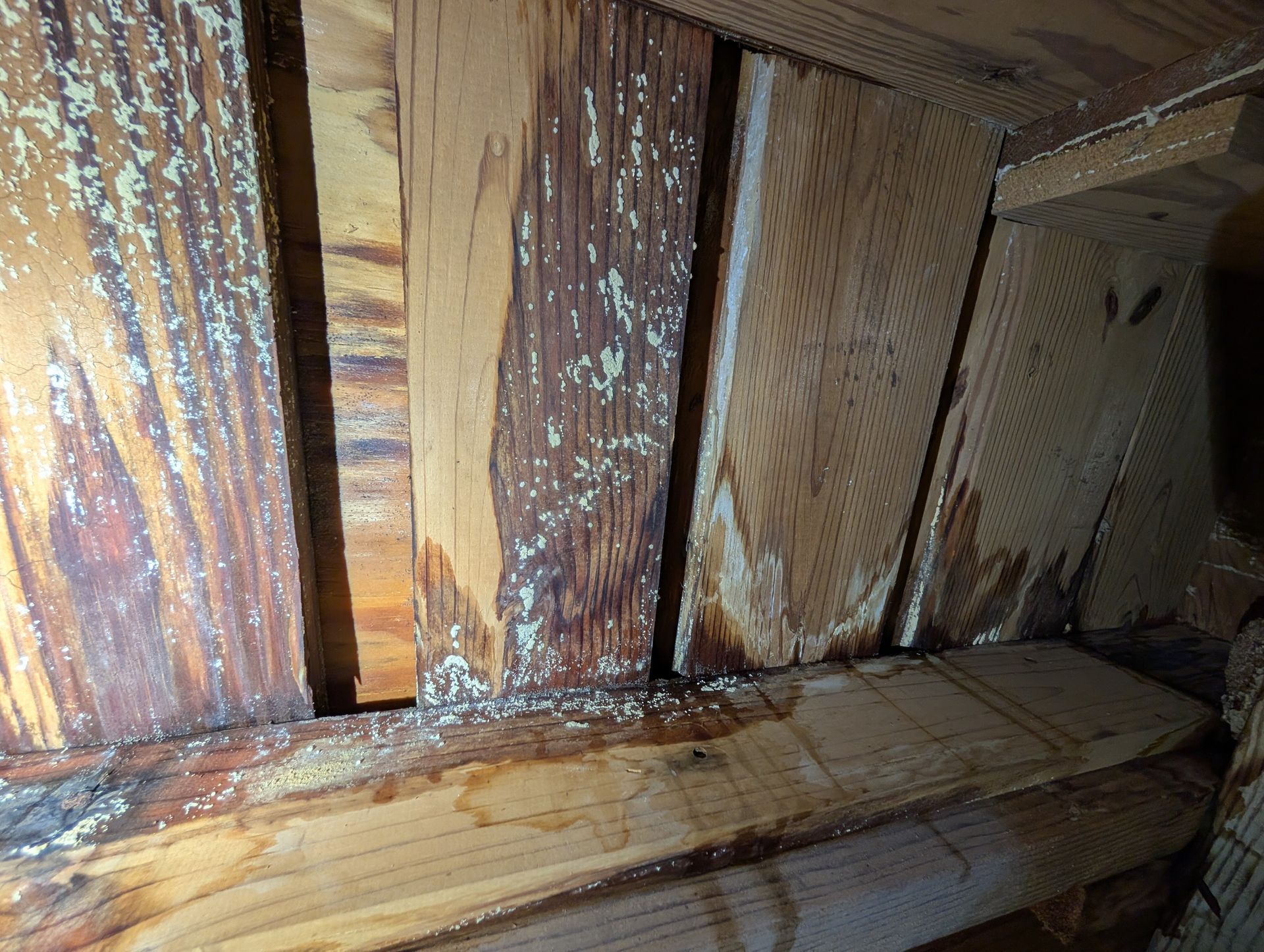 A close-up view of wooden planks with visible water damage, mold growth, and light-colored surface staining.