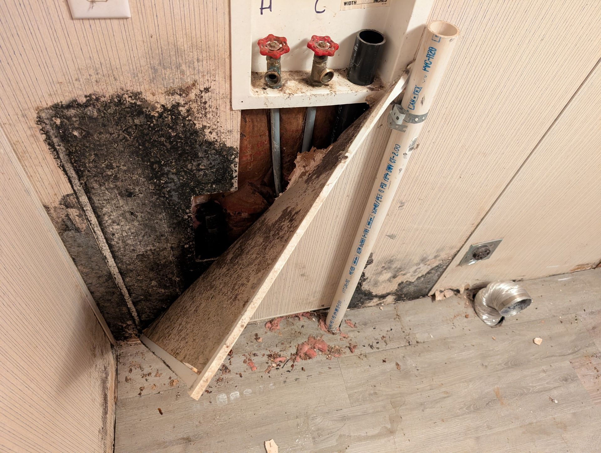 A damaged laundry room wall with black mold on the studs and peeling drywall next to plumbing valves and a drain pipe.