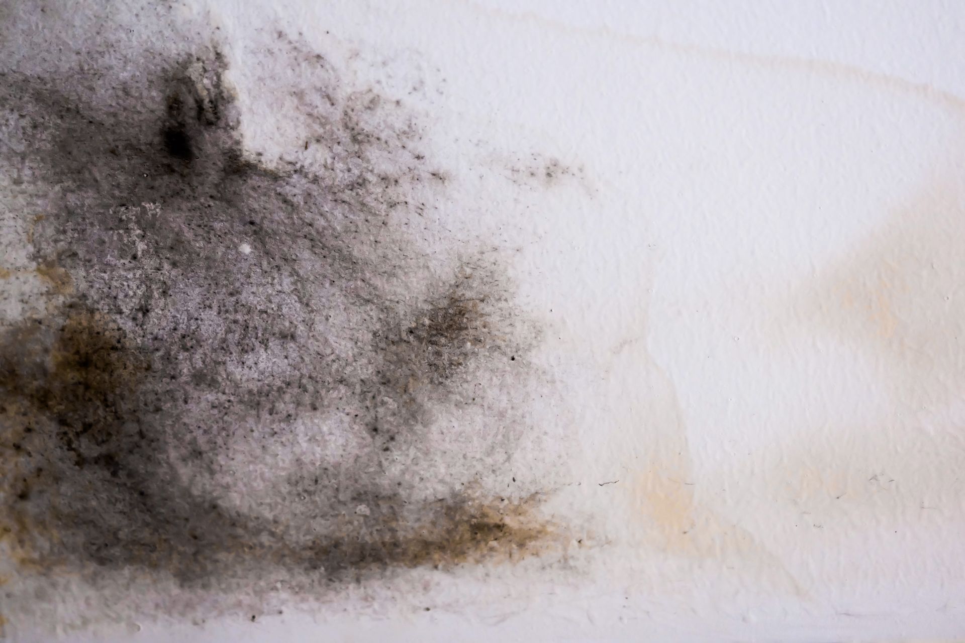 mold growing on interior wall