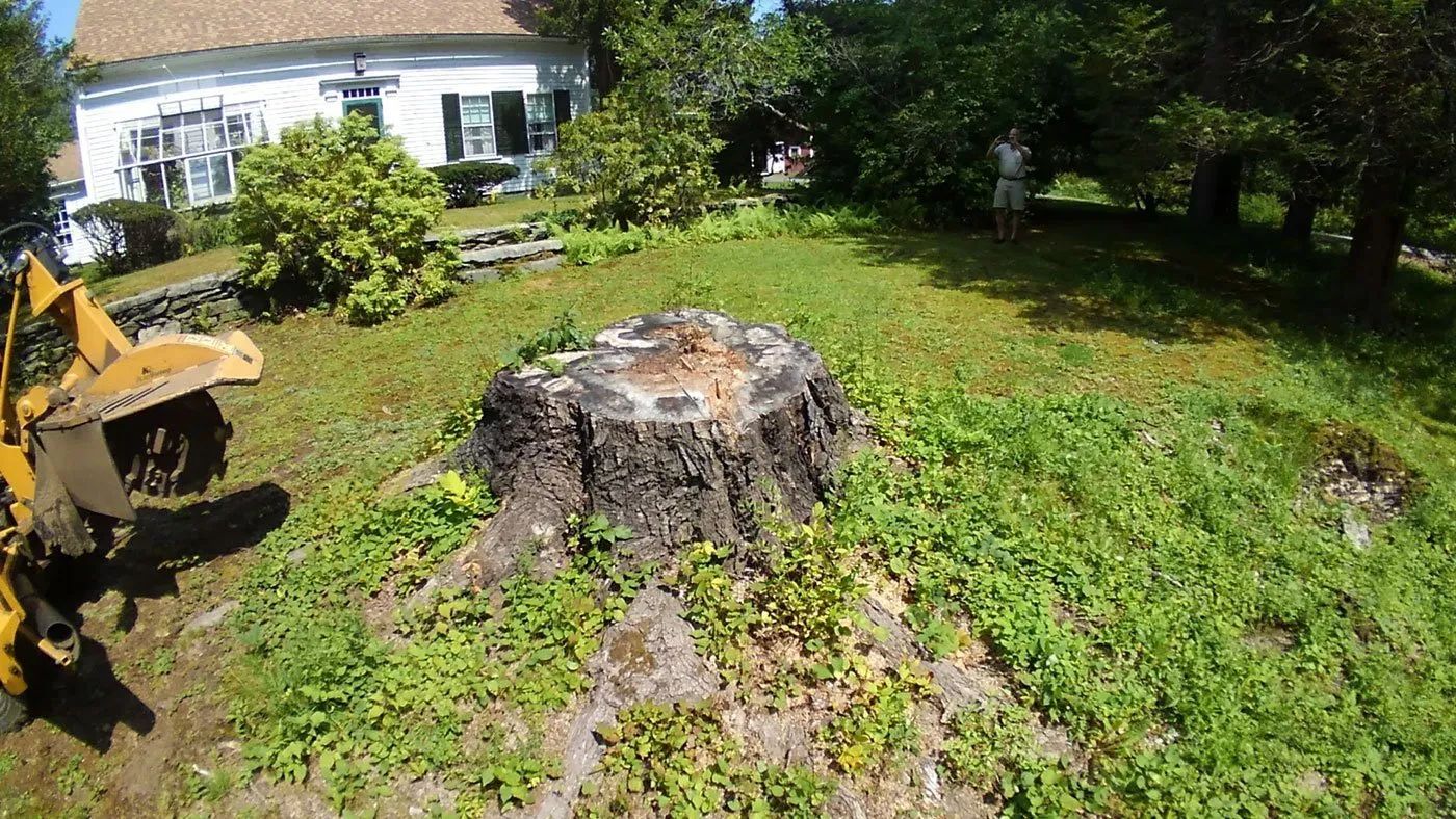 Large tree stump in a grassy yard beside a yellow excavator, with a house in the background