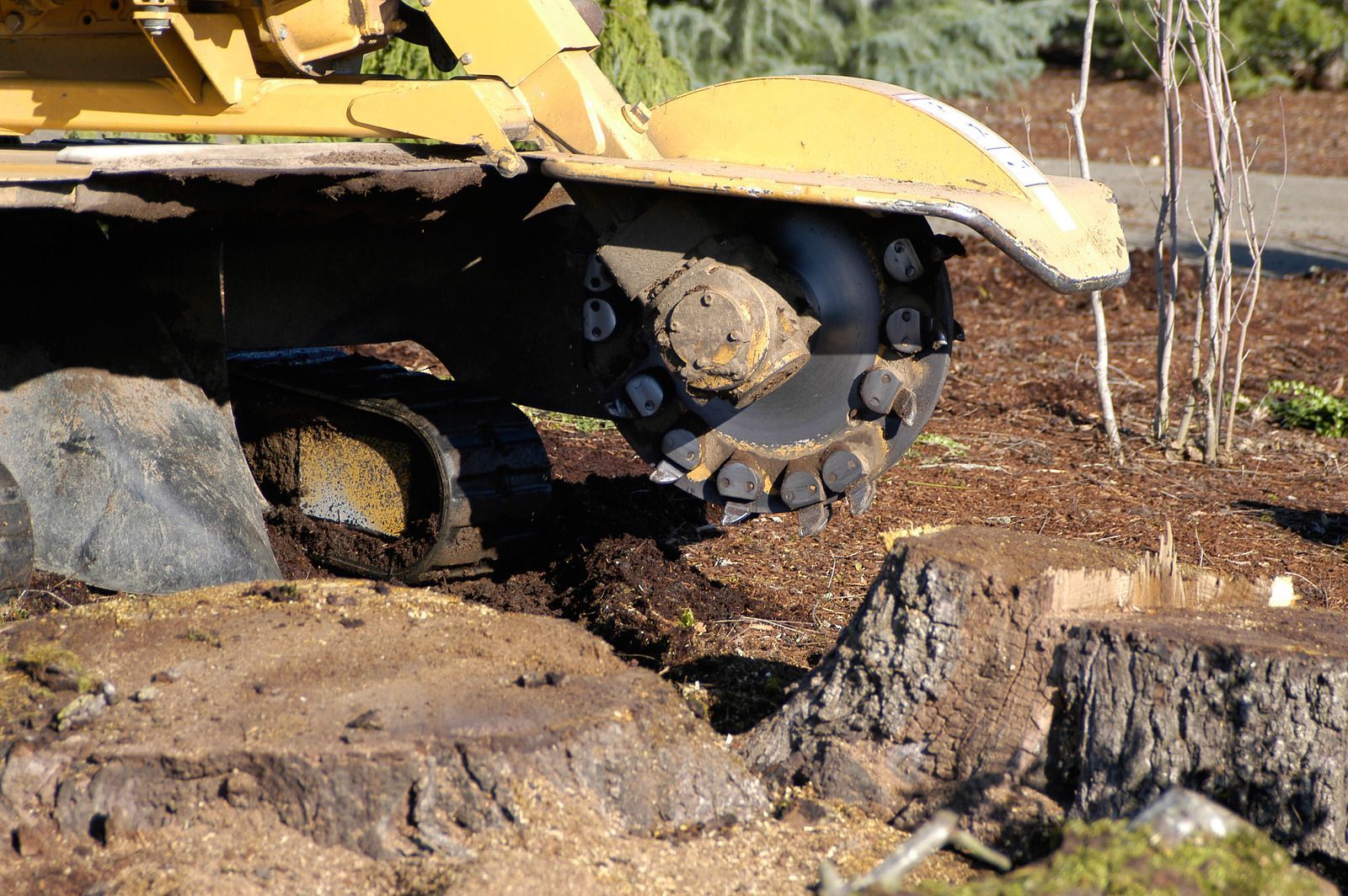 Stump grinder grinding down a tree stump on a lawn, kicking up wood chips.