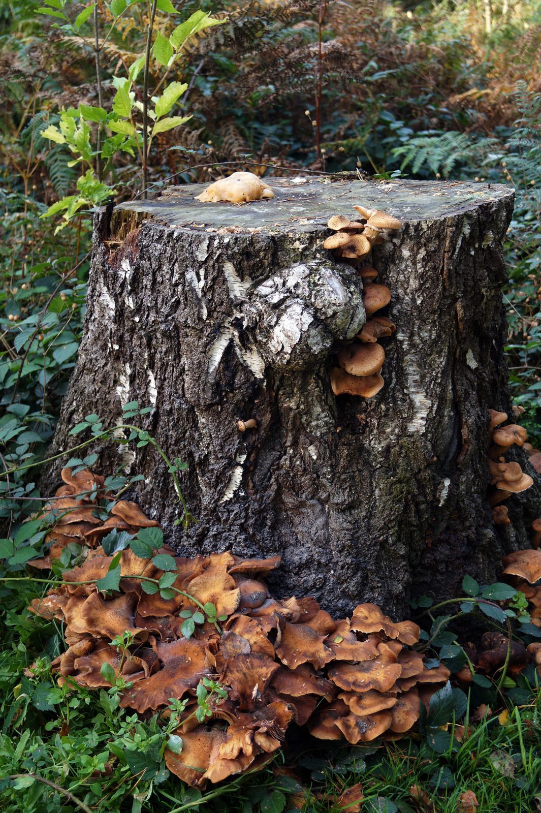 Tree stump covered with brown mushrooms in a forest floor setting