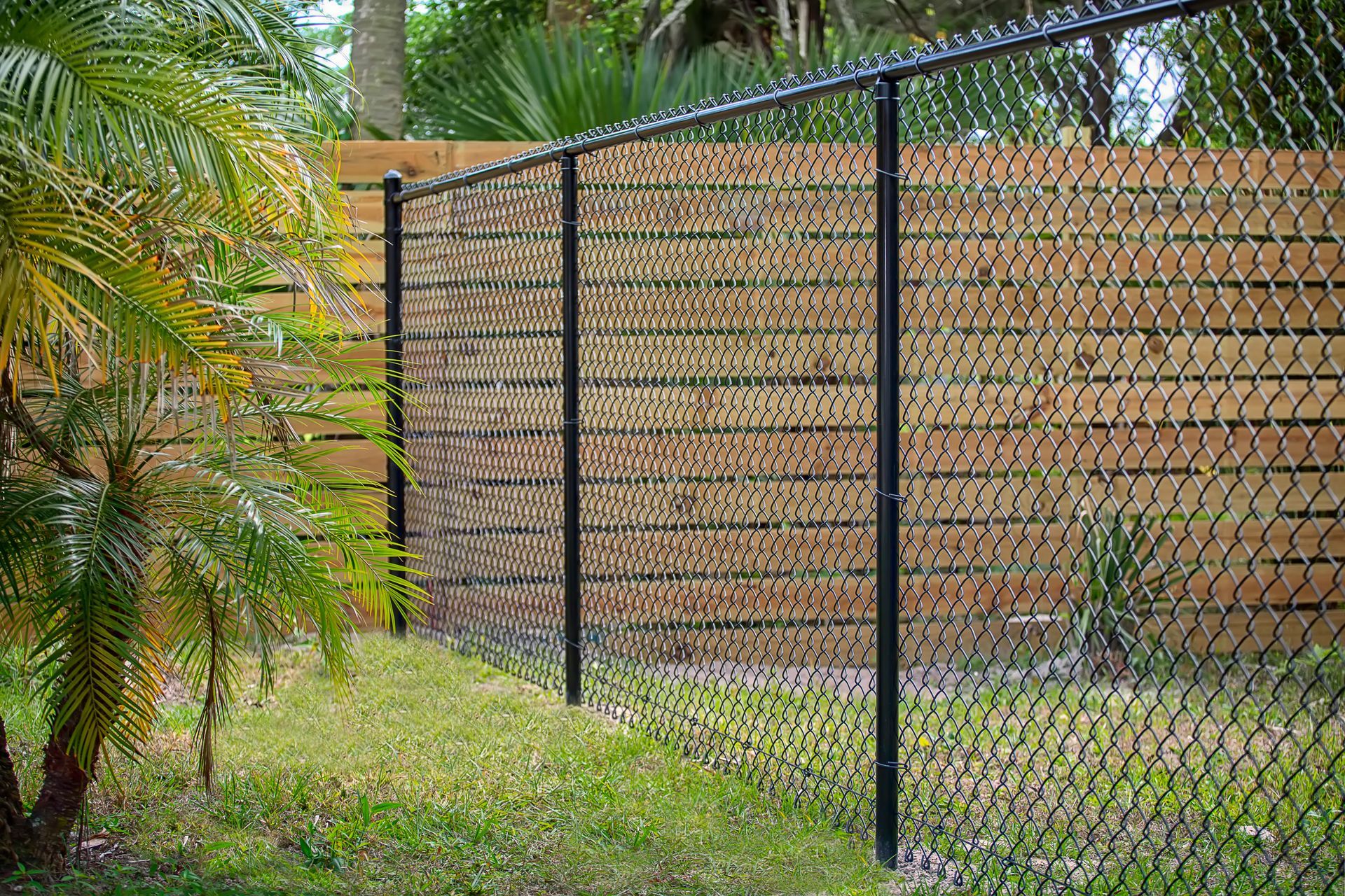 Black chain-link fence in a grassy yard