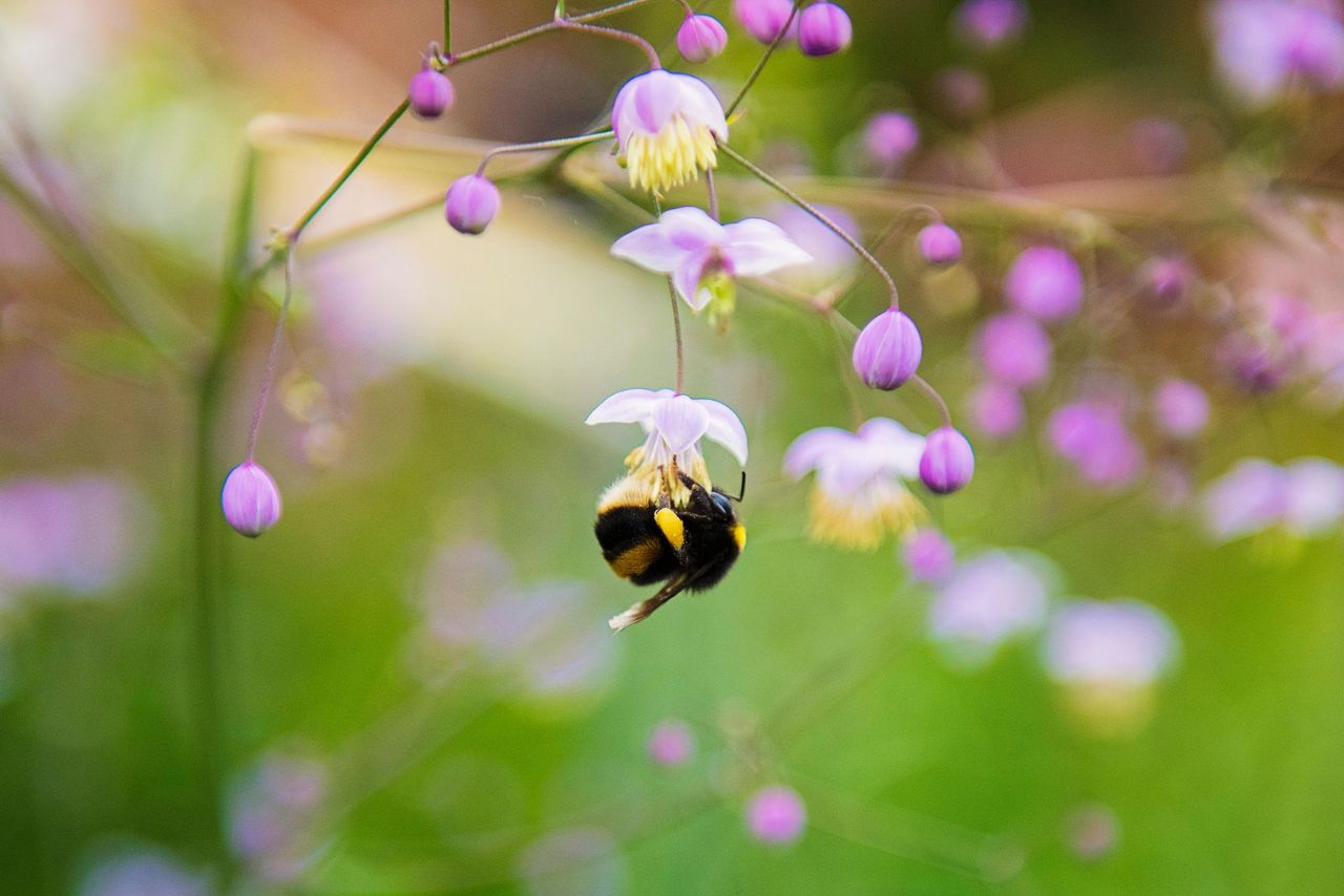 A bee is sitting on a purple flower.