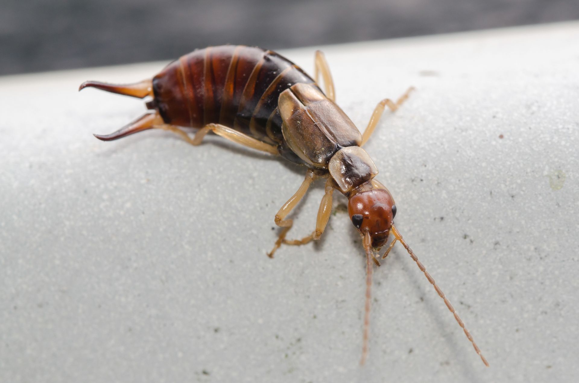 A close up of a bug on a white surface