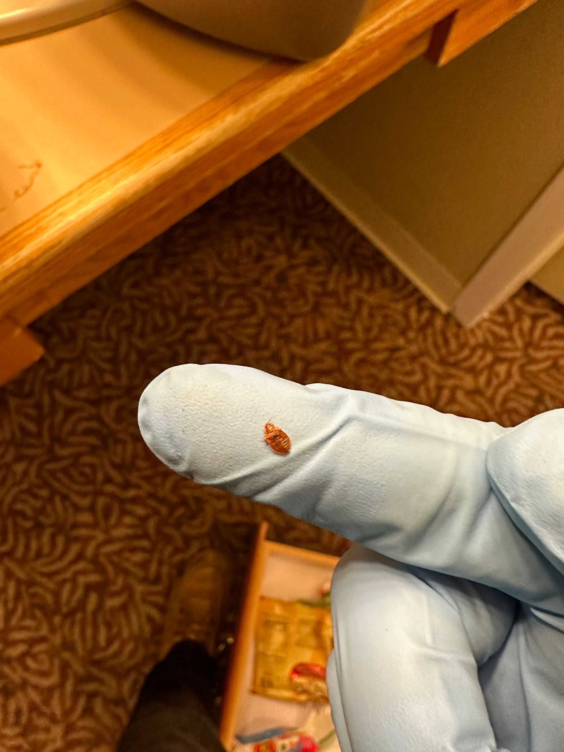 bed bug descriptive picture. bed bug on a pest control exterminators glove