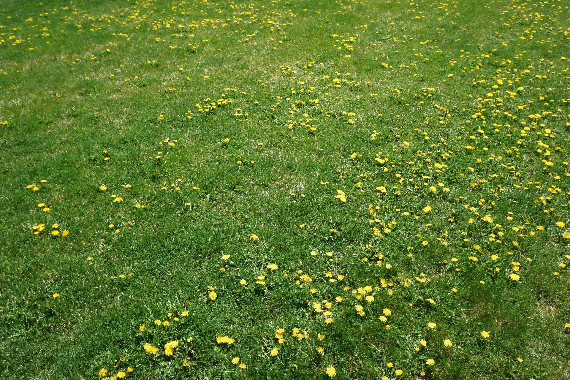 A field of green grass and yellow flowers.