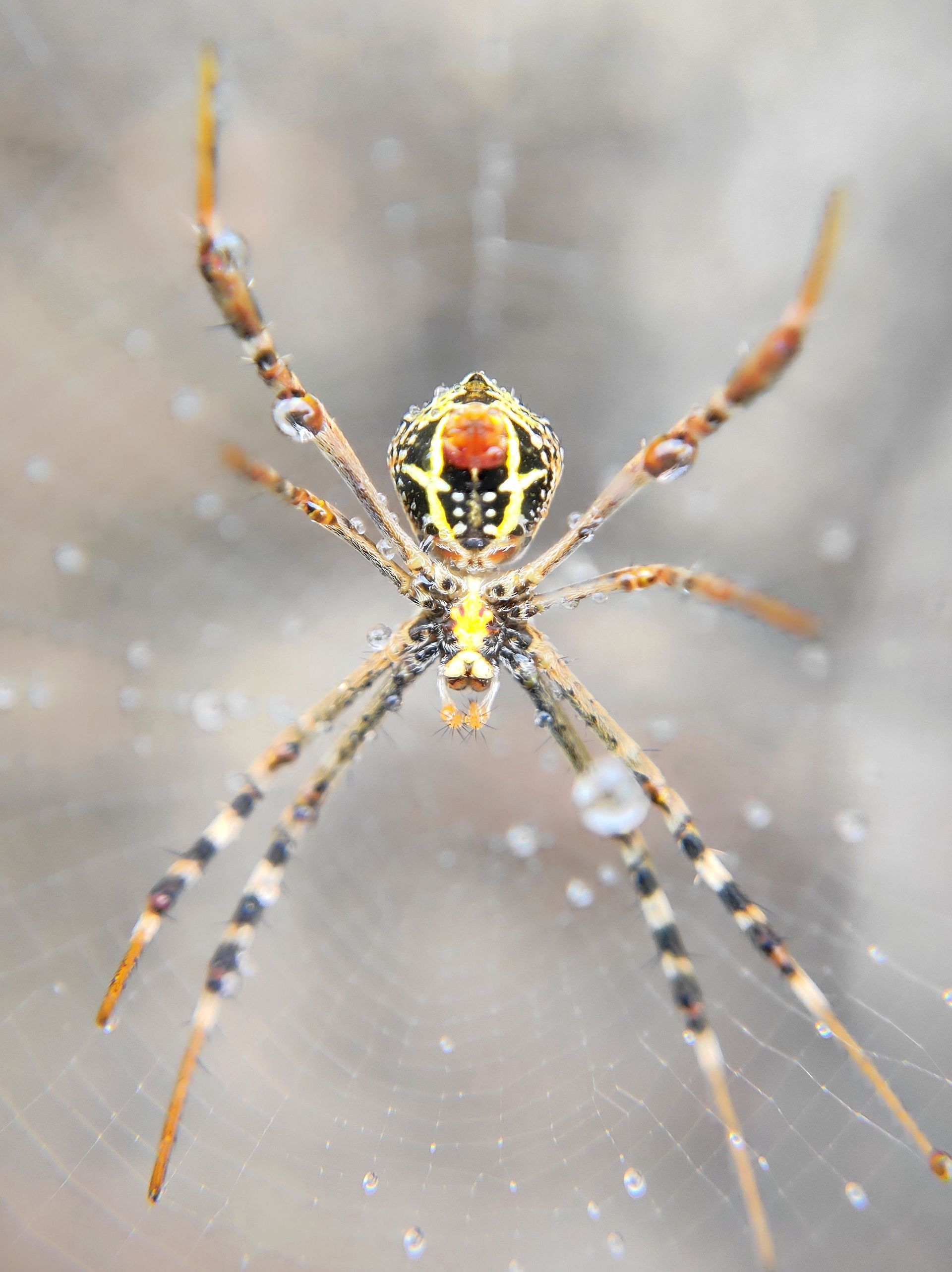 A spider is silhouetted against a dark background