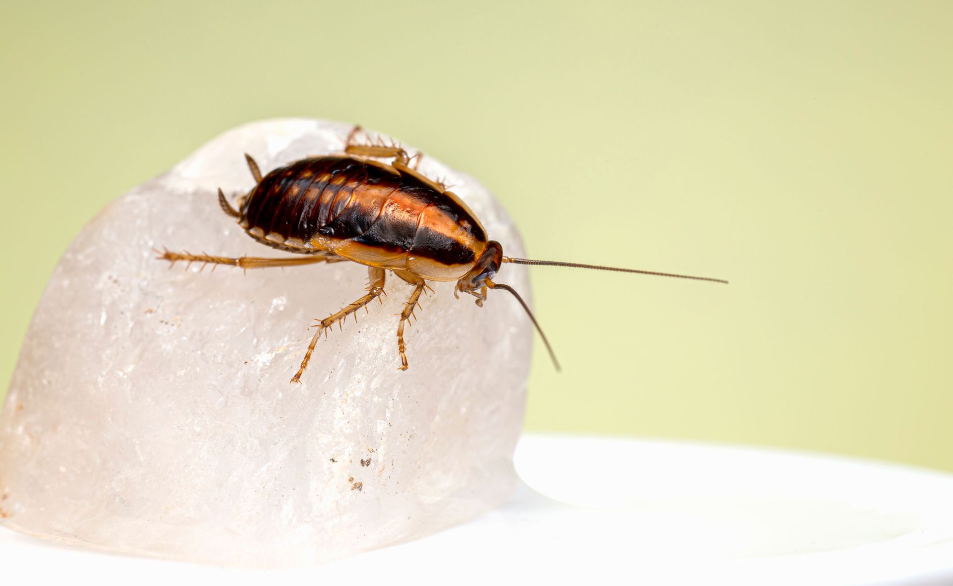 A cockroach is sitting on top of a glass plate.