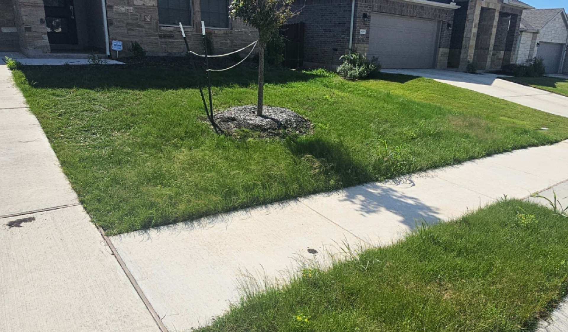 Suburban sidewalk beside a small front lawn and young tree in a residential neighborhood