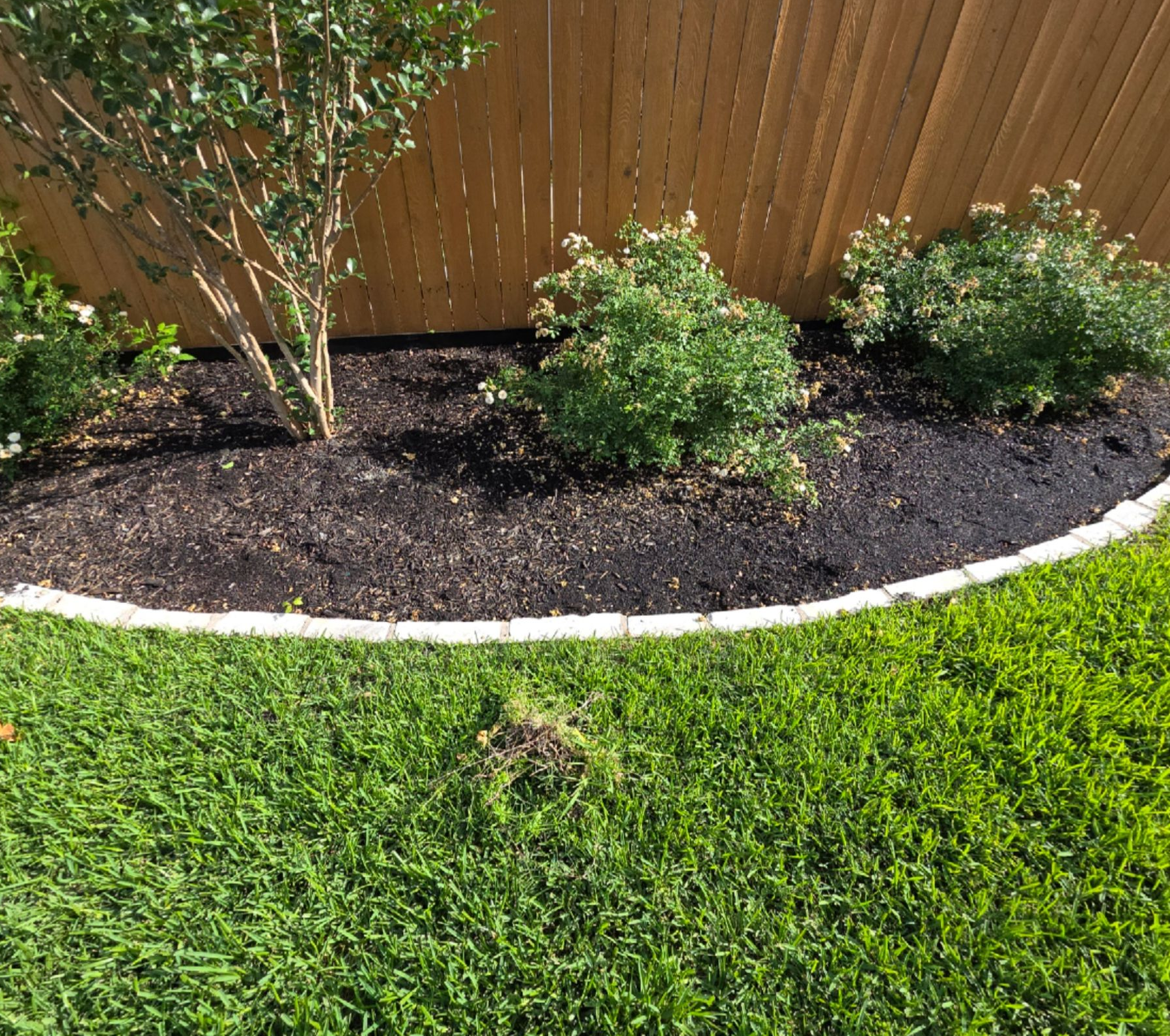Curved mulched flower bed with small shrubs along a wooden fence beside a green lawn