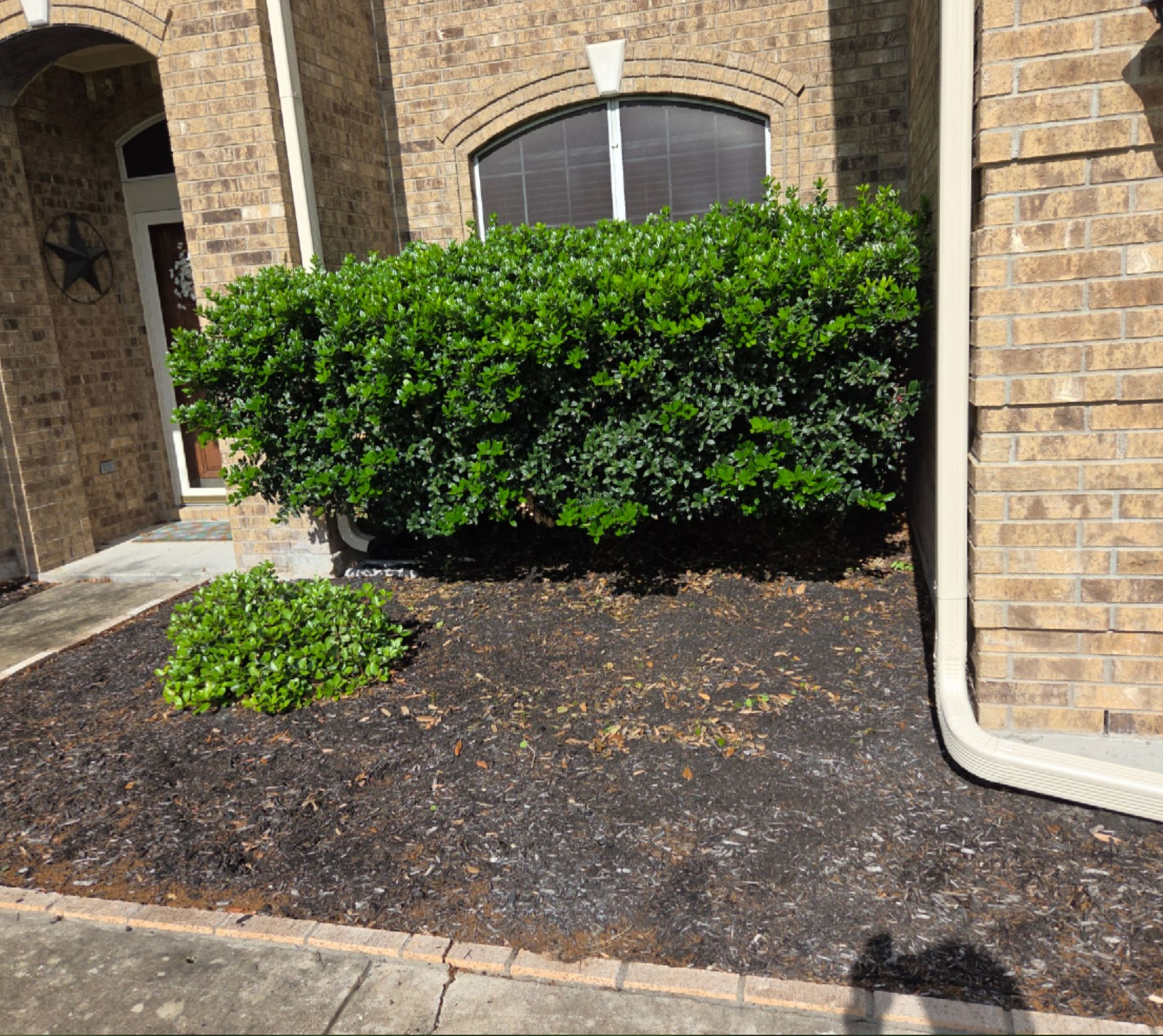 Front yard landscaping with a trimmed green shrub and dark mulch against a brick house facade